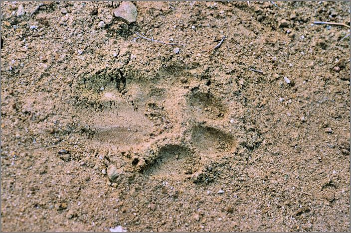 Mountain Lion Track, Fremont Staging Area, Irvine Ranch Natural Landmarks, May 6, 2014