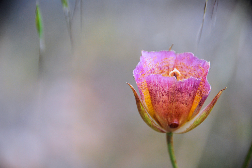 Weed's Mariposa Lily, Billy Goat Trail, Whiting Ranch Wilderness Park