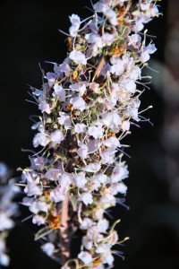 White Sage