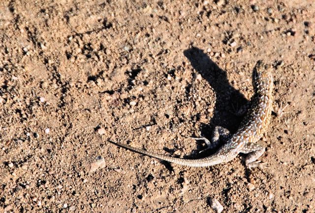 Western Fence Lizard, Whiting Ranch Wilderness Park, May 25, 2014