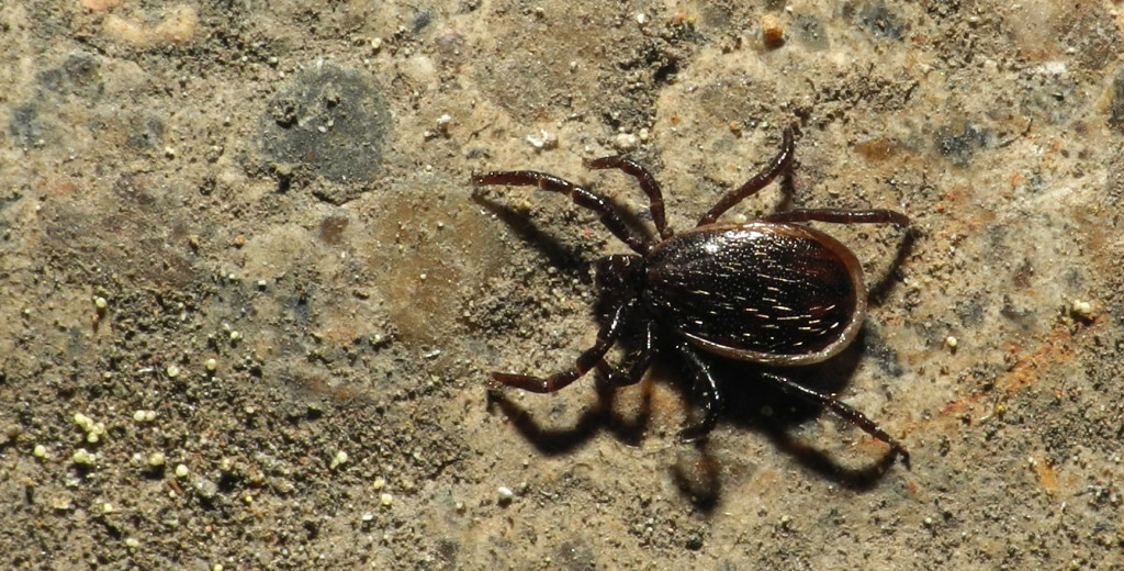 Photo: Thomas Bresson